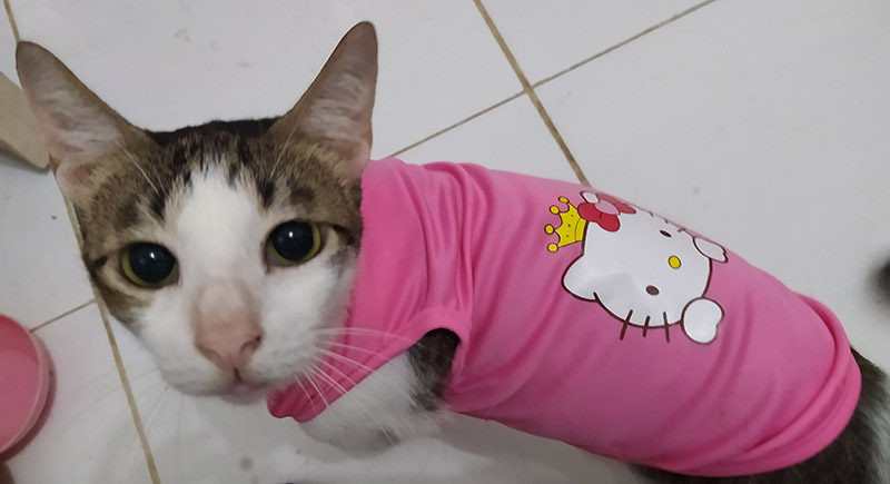 cute cat with pink shirt